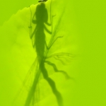 Shadow on green