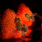 Strawberry fields forever