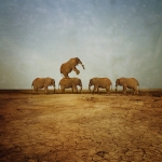 africa