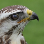 Buizerd