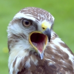 Buizerd