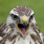 Buizerd