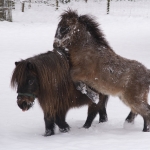 Shetland pony's