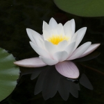 Waterlelie