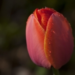 Tulp