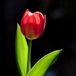 Tulp