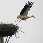 Storks
