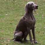Weimaraner