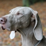 Weimaraner