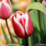 Tulp