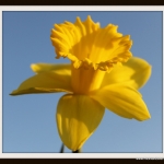 Narcis