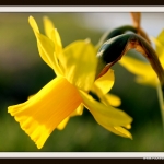 Narcis