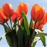 Tulp
