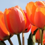 Tulp