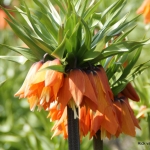 Fritillaria
