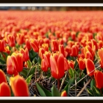 Tulp