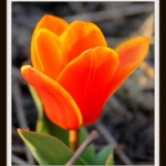 Tulp