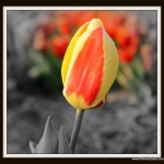 Tulp