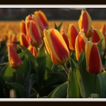 Tulp