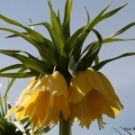 Fritillaria