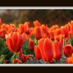Tulp