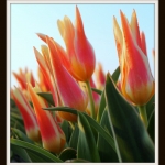 Tulp