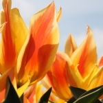 Tulp
