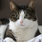 Bram