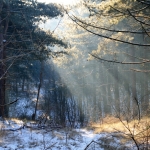 Winter zonnenstralen