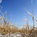 winter stro