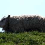 schaap