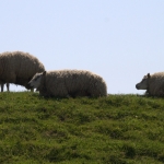 schapen