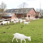 geitenboerderij