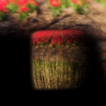 Bollenstreek in bloei