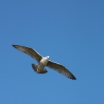 Fauna