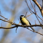 Fauna