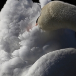Fauna