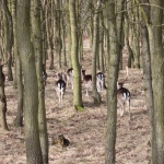 Fauna