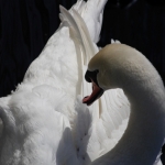 Fauna