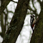 Fauna