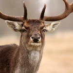 Fauna
