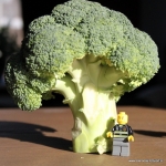 Broccoli