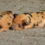 Piggies