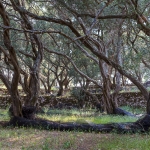 oude olijfbomen