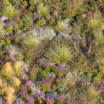 daktuin Hofvijver Den Haag