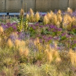 daktuin Hofvijver Den Haag
