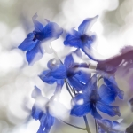 Delphinium