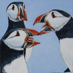 atlantic pufiins