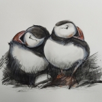 puffins 1