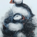 puffins 3 